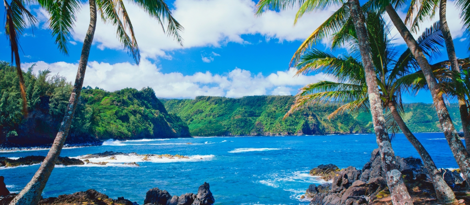 Lush green coastal bay with palm trees